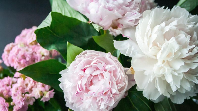 Potare le peonie in autunno: i vantaggi e il momento perfetto per farlo!